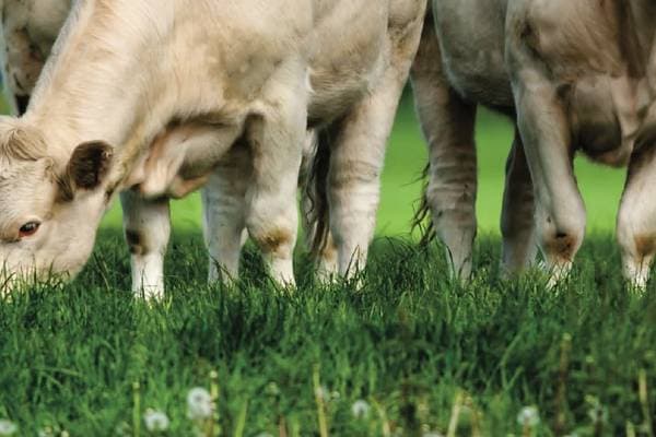 Alimentation animale